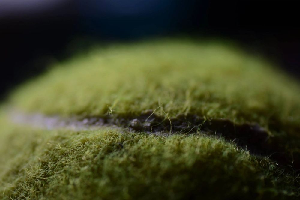 Fotografia Macro 2018