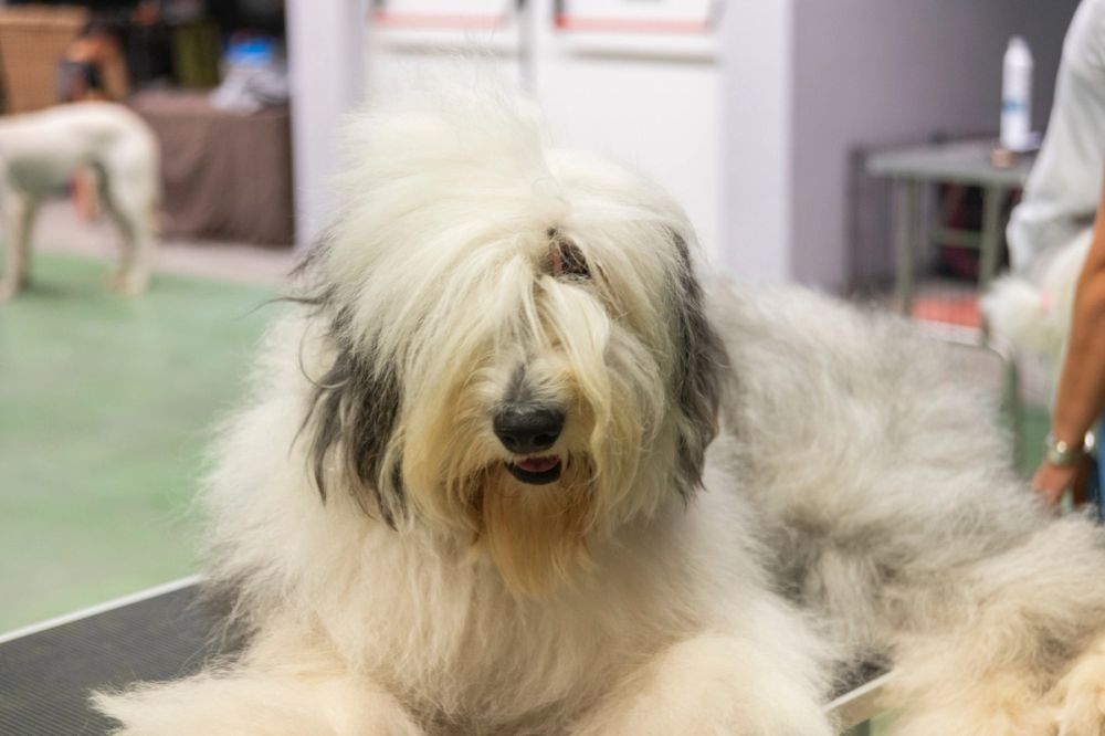 Perretes de la Exposicion canina (ciudad real) 02-06-2024