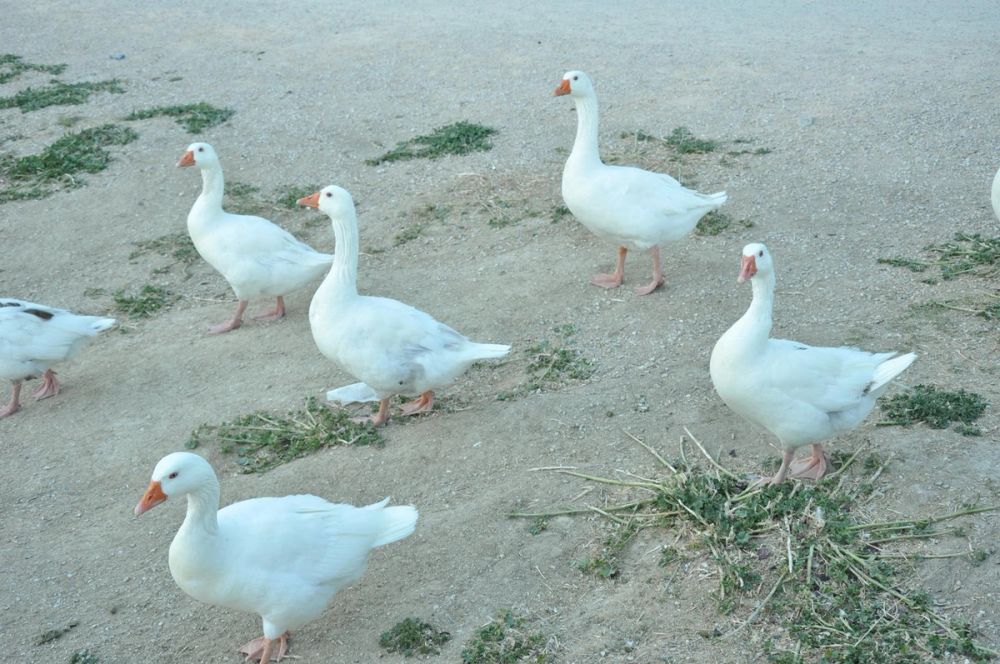 Ocas y patos en parque polvoranca (Leganes) 28-05-2015