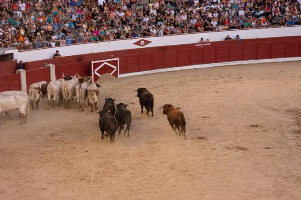 Toros en Colmenar Viejo 22-08-2019