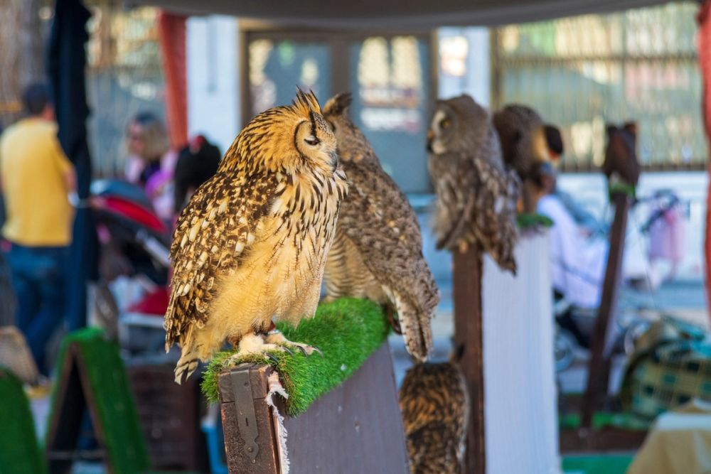 Puesto de aves y cetreria (Torrijos) 26-03-2023