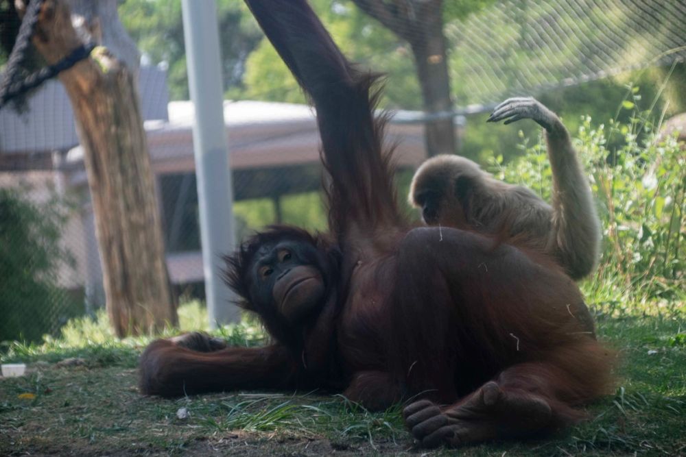 Zoo 29-07-2026