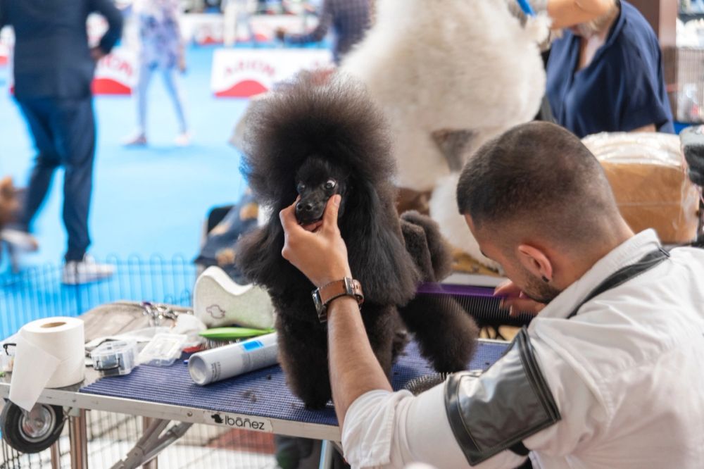 Exposicion canina (ciudad real) 01-06-2024