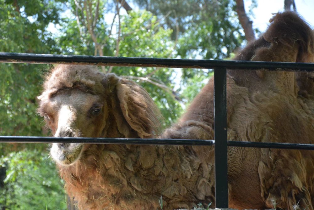 zoo 07-07-2018
