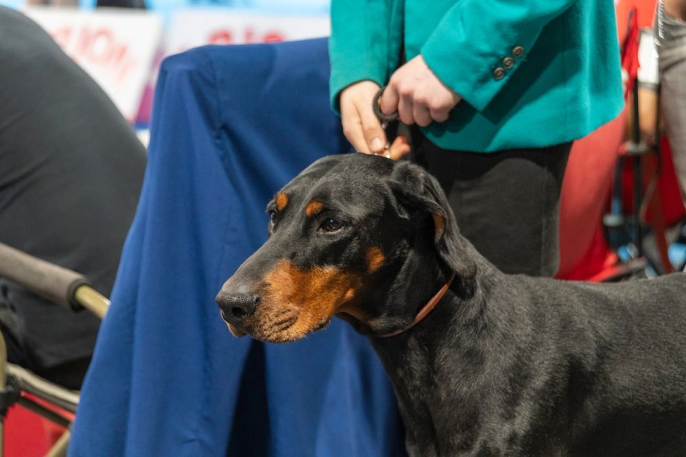 Perretes de la Exposicion canina (ciudad real) 02-06-2024