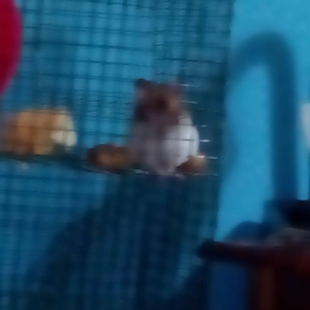 Peque y mordisquitos