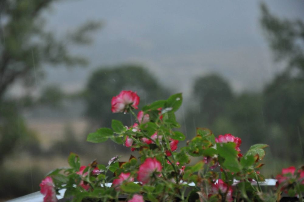 Babia (Leon/Asturias) 2014
