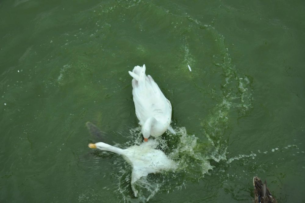 Ocas y patos en parque polvoranca (Leganes) 30-08-2014