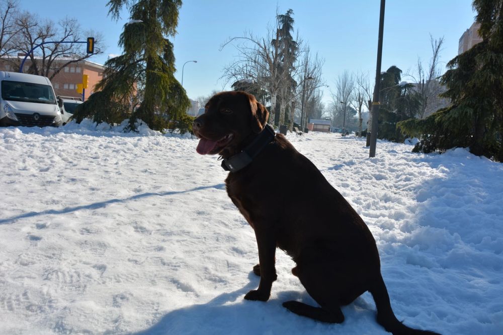 Conan en la nieve (leganes) 2021