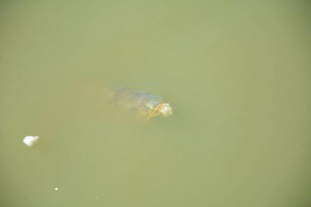 Ocas, patos y carpas en parque polvoranca (Leganes) 18-03-2017