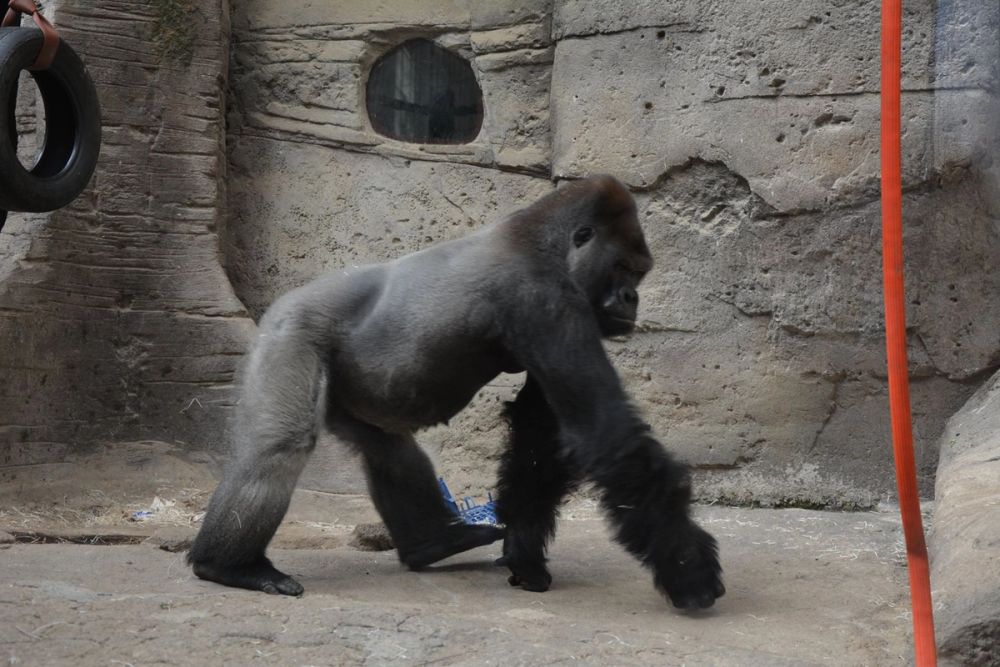zoo 07-07-2018