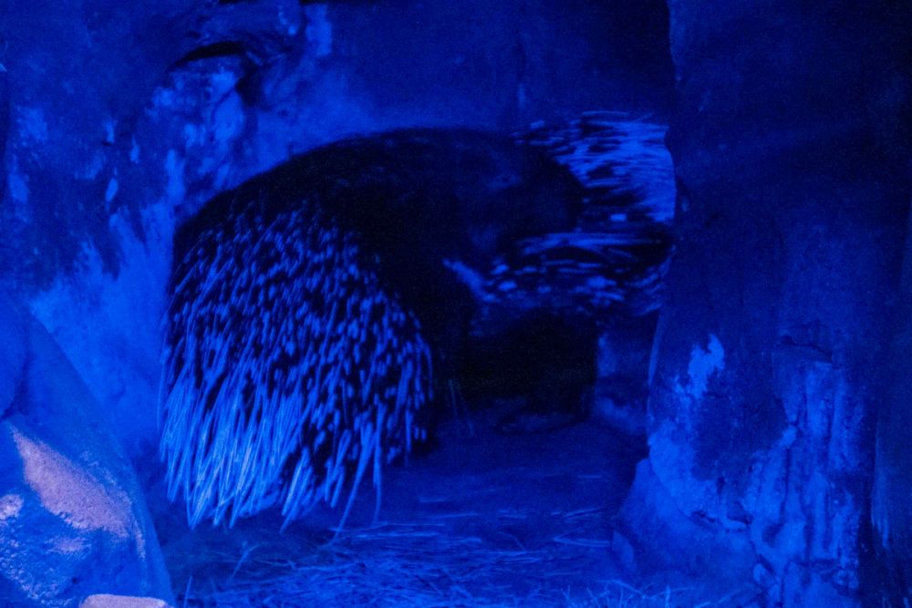 Faunia 04-08-2026