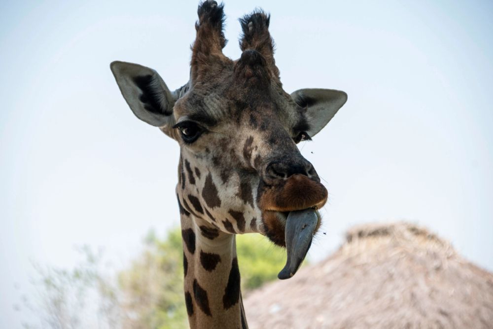 Zoo 29-07-2026