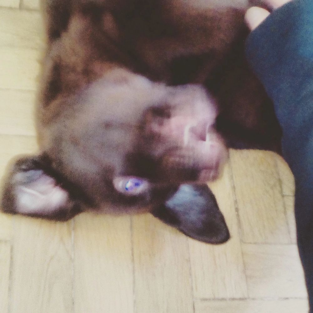 baby Conan