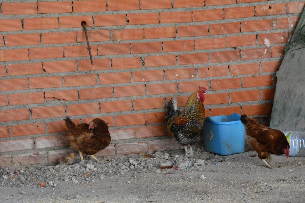 Gallinas de corral 