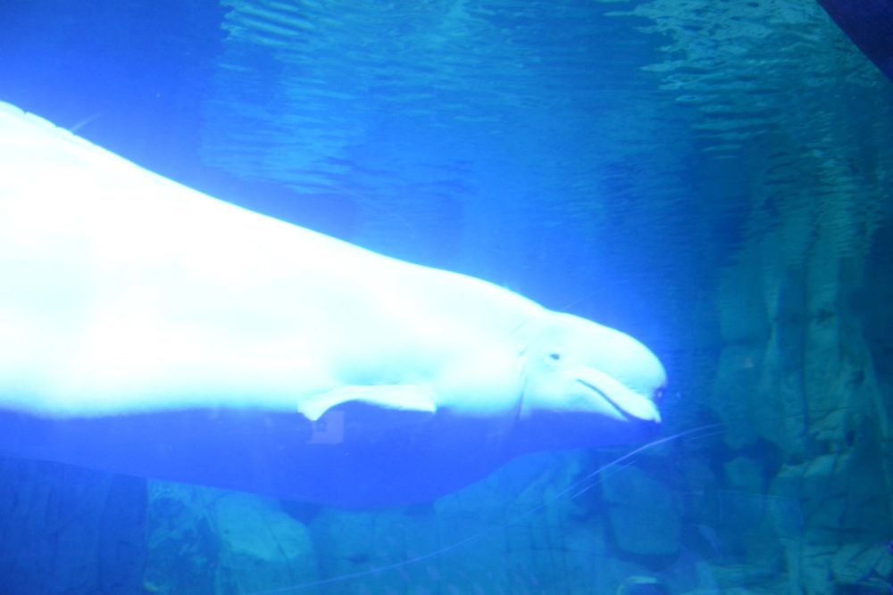 Oceanografic 2022