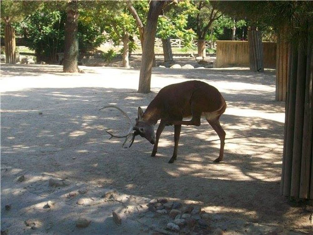 zoo 2010