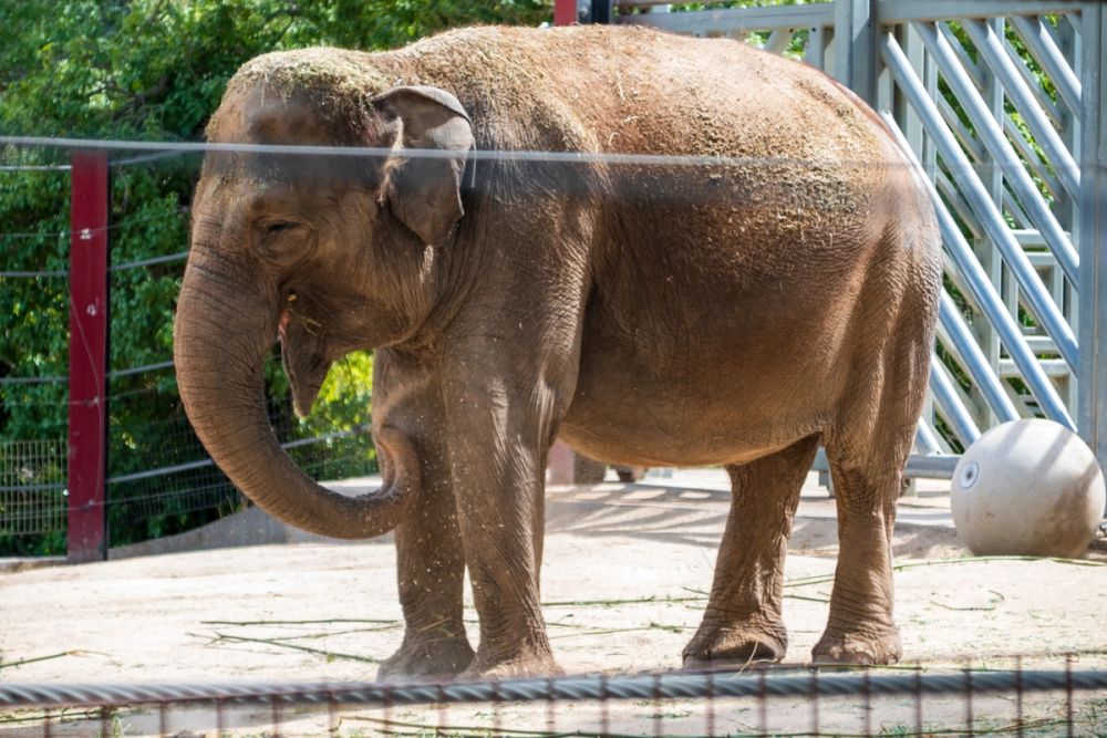 Zoo 17-08-2024