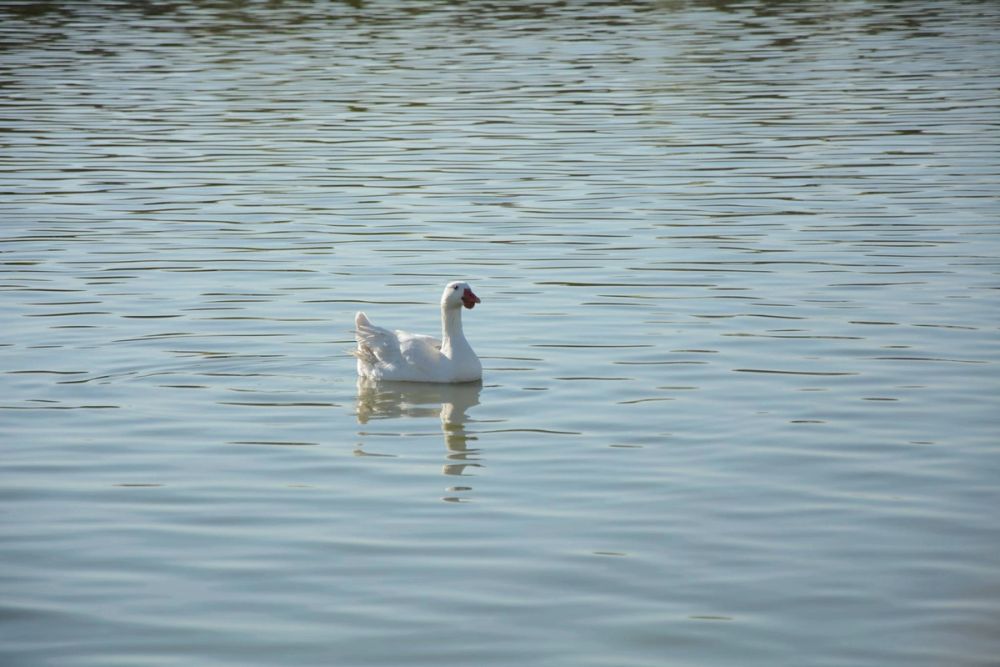 Ocas, patos y carpas en parque polvoranca (Leganes) 18-03-2017