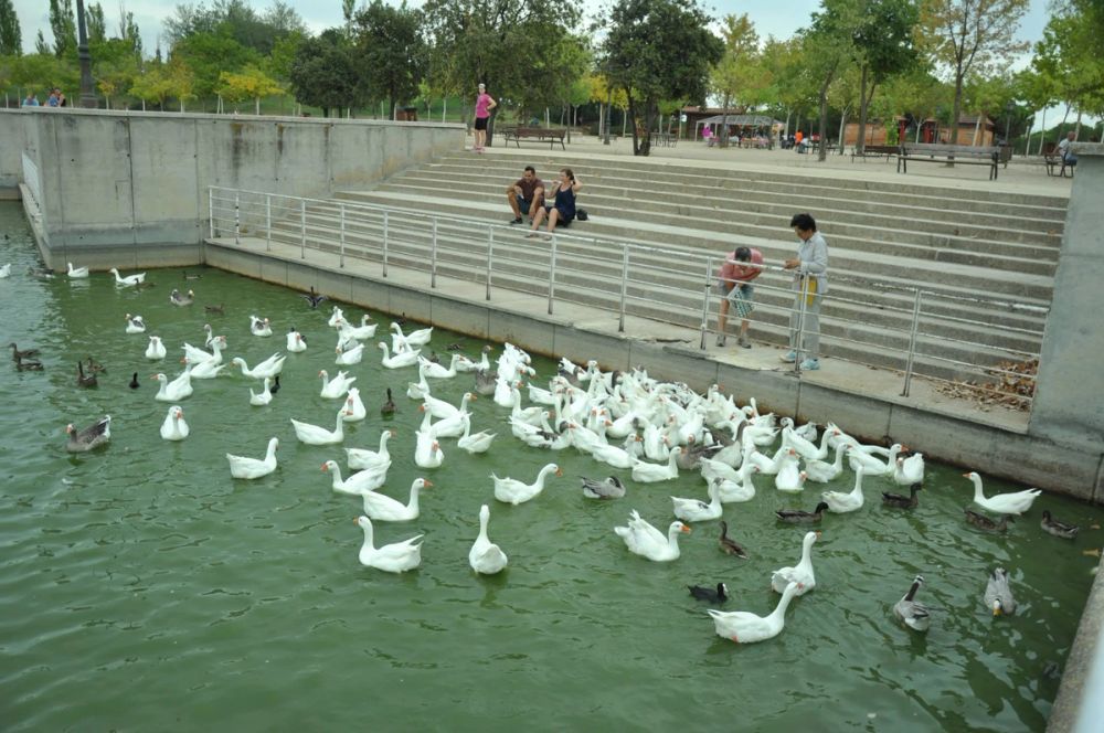Ocas y patos en parque polvoranca (Leganes) 30-08-2014