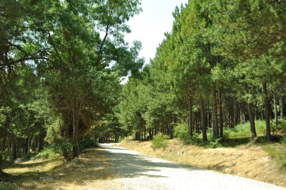 Berrecil de la sierra 10-07-2013