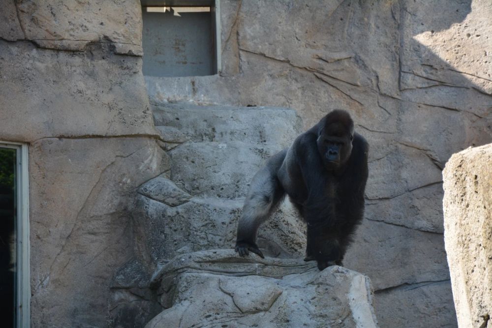 zoo 07-07-2018