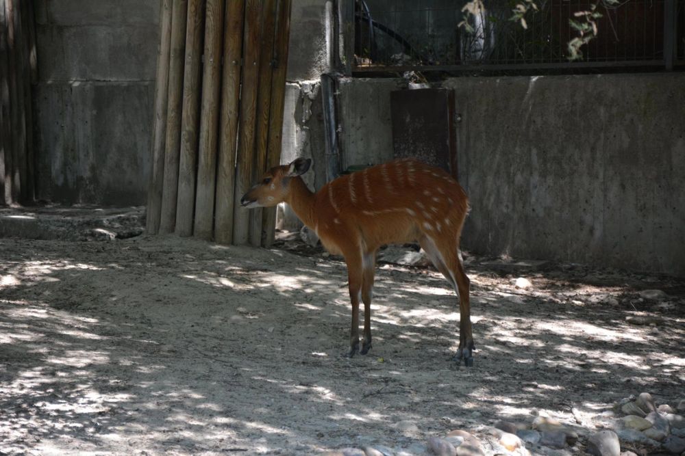 zoo 07-07-2018