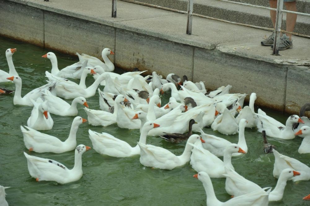 Ocas y patos en parque polvoranca (Leganes) 30-08-2014