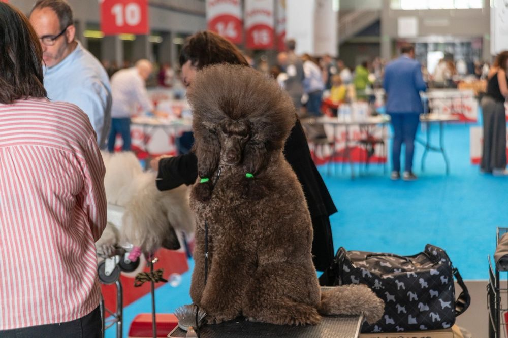 Perretes de la Exposicion canina (ciudad real) 02-06-2024
