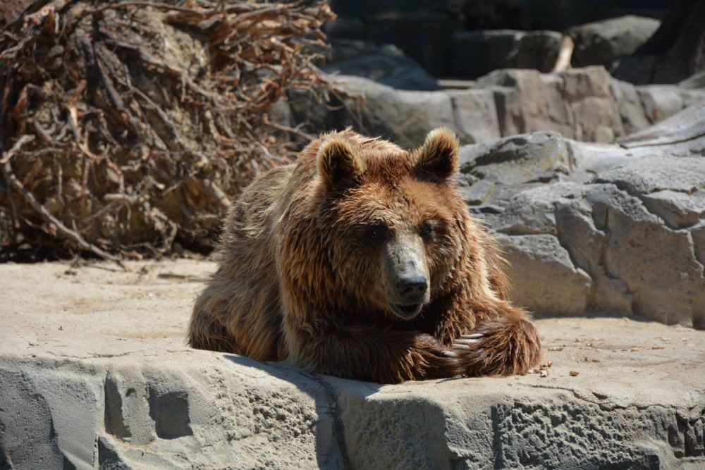 zoo 07-07-2018