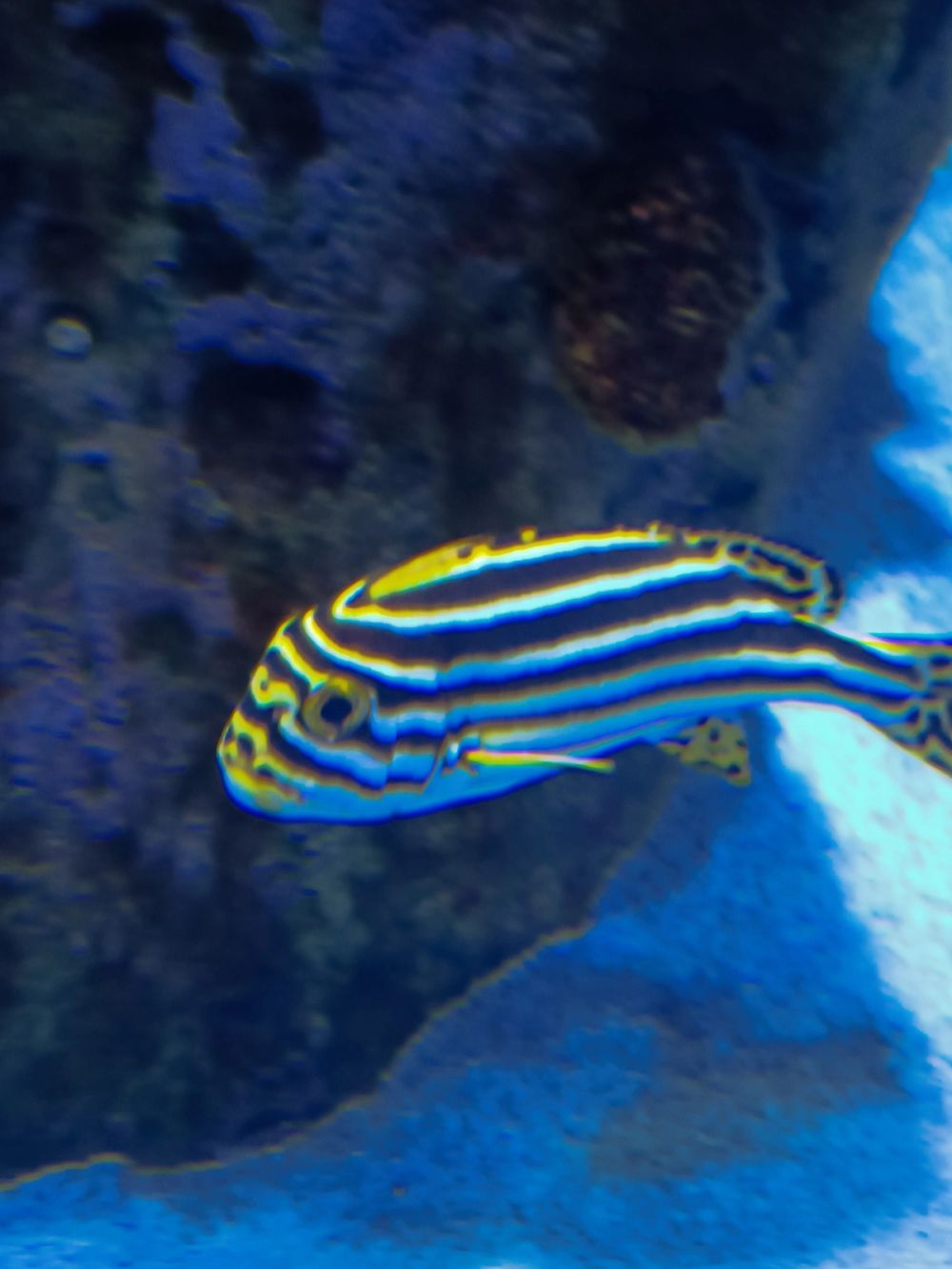 Atlantus aquarium Xanadu 05-08-2023