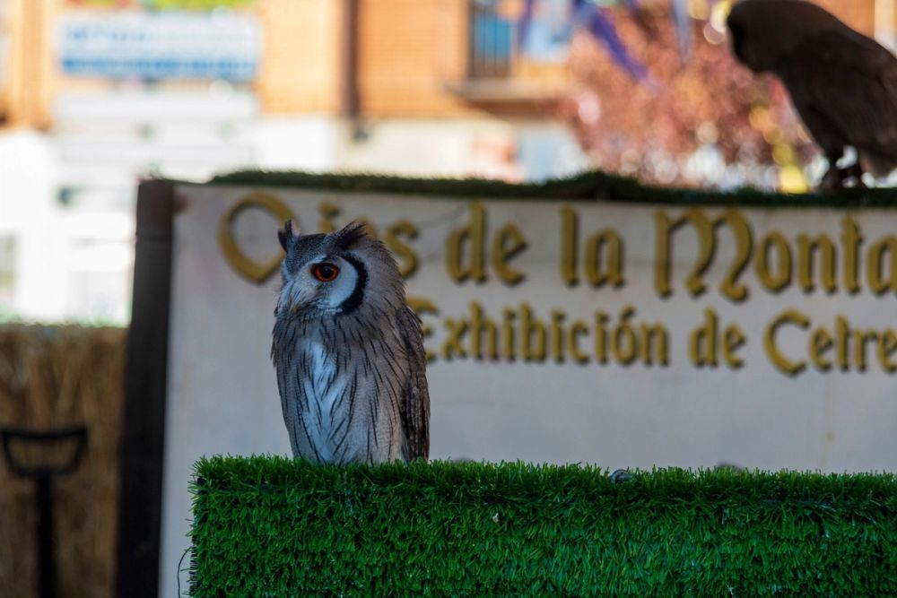 Puesto de aves y cetreria (Torrijos) 26-03-2023