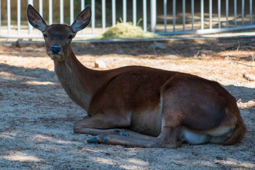 Zoo 17-08-2024