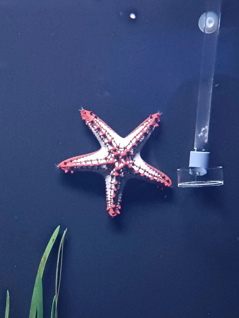 Atlantus aquarium Xanadu 05-08-2023