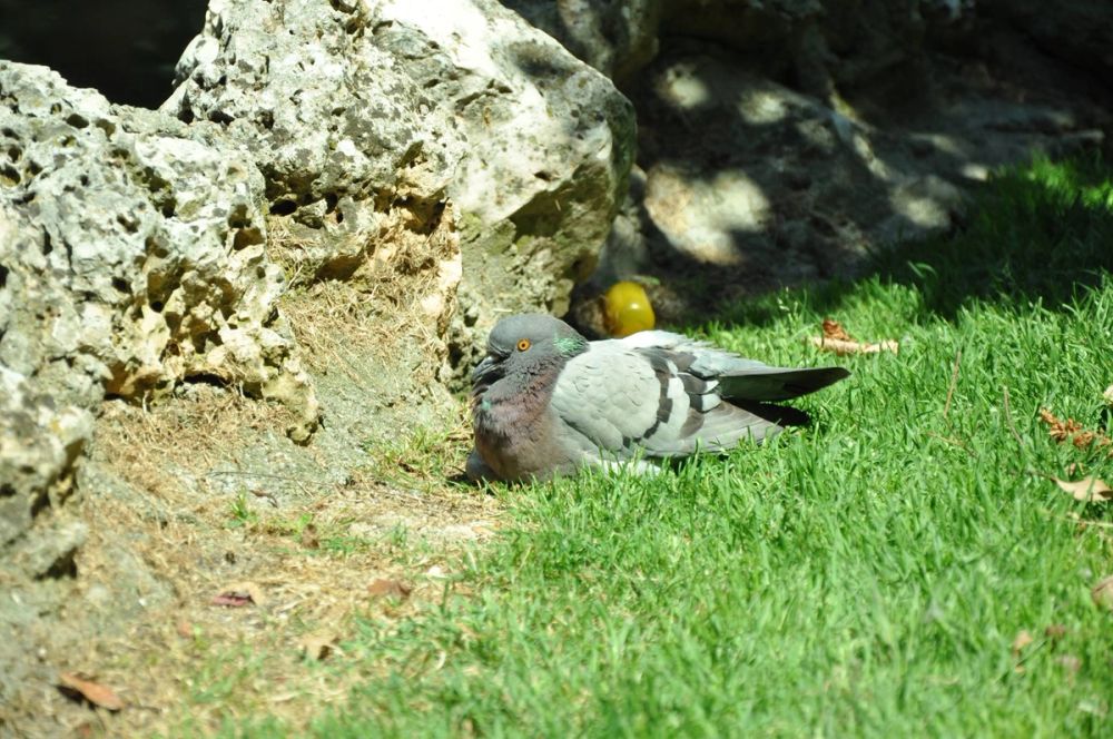 Parque del Retiro (Madrid) 30-05-2015
