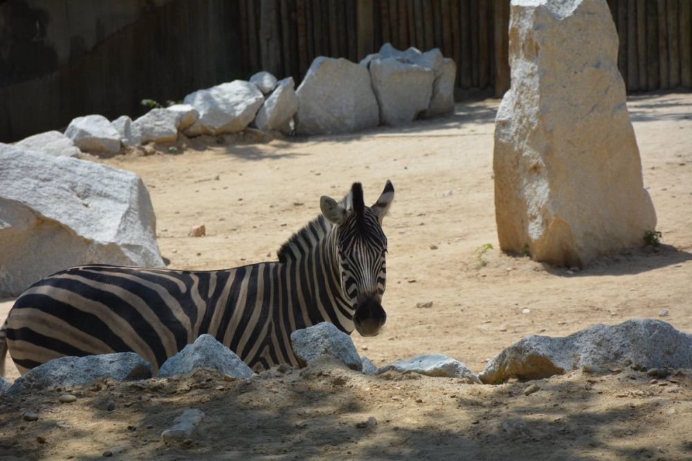 zoo 07-07-2018