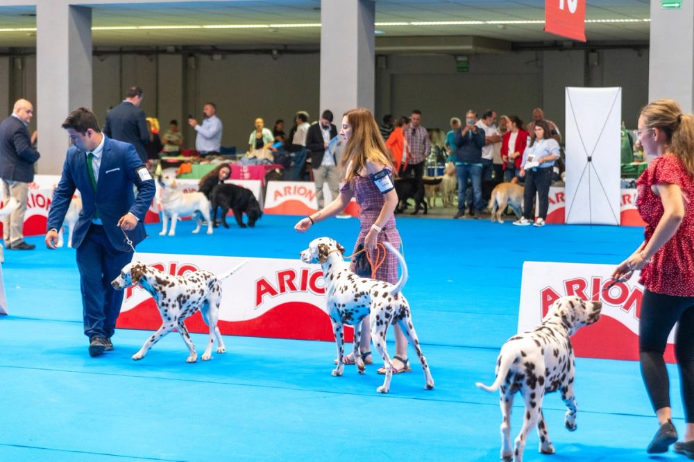 Exposicion canina (ciudad real) 01-06-2024