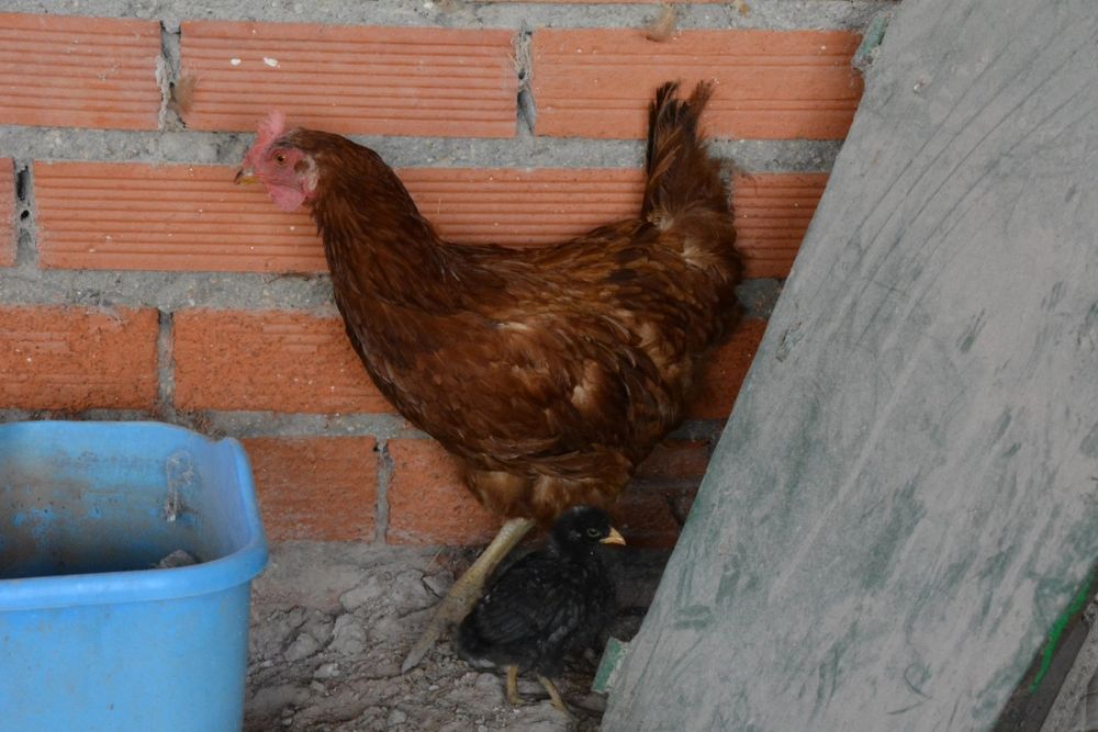 Gallinas de corral 