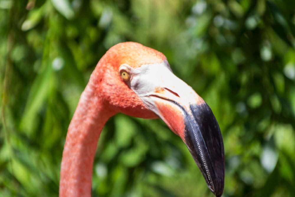 Zoo 17-08-2024