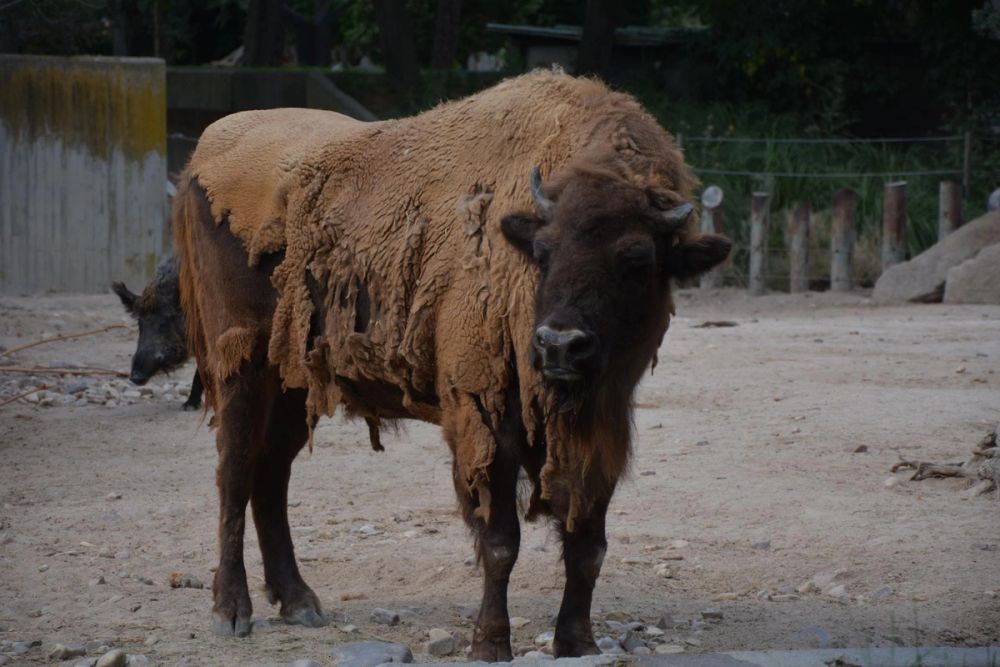 zoo 07-07-2018
