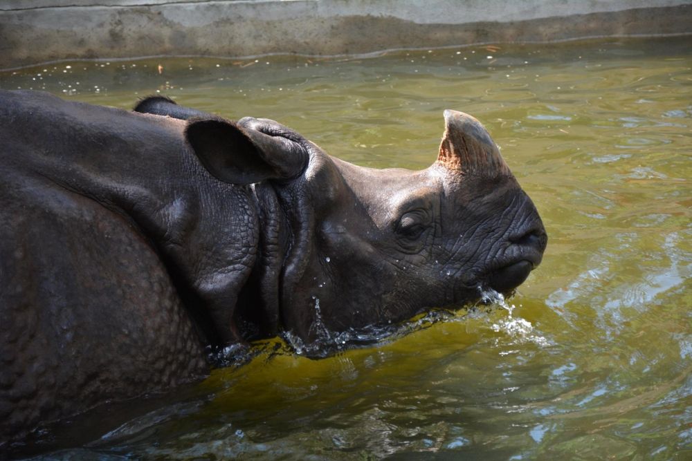 zoo 07-07-2018