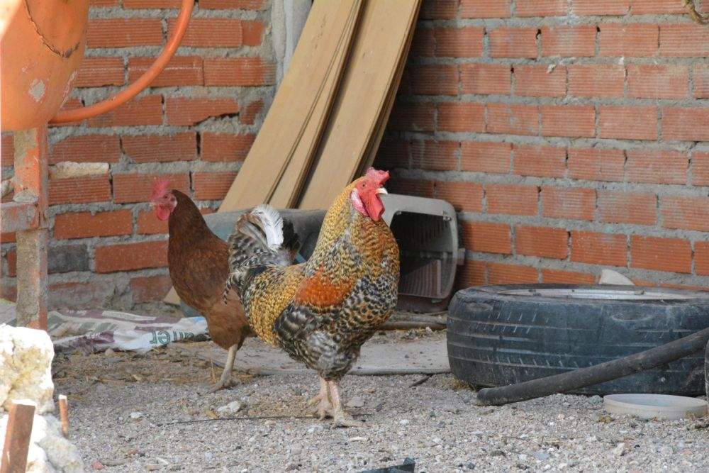 Gallinas de corral 