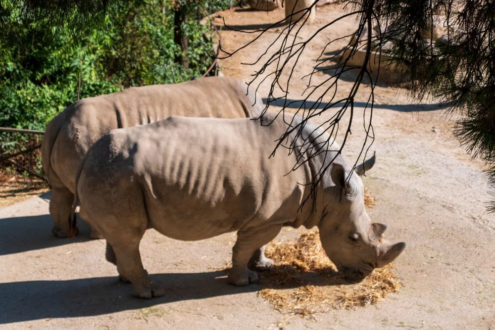 Zoo 17-08-2024