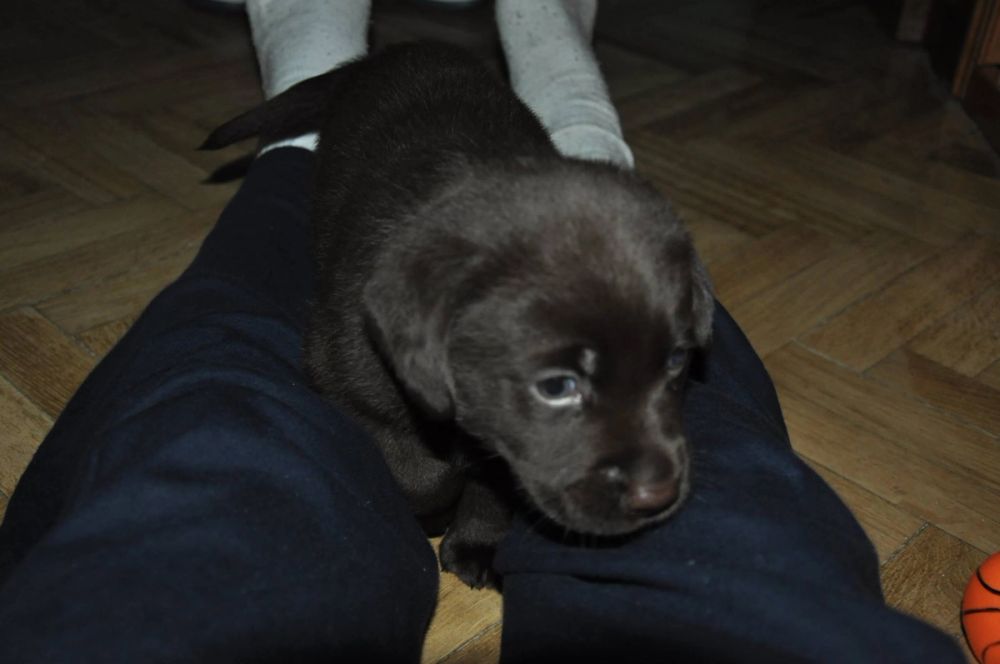 baby Conan