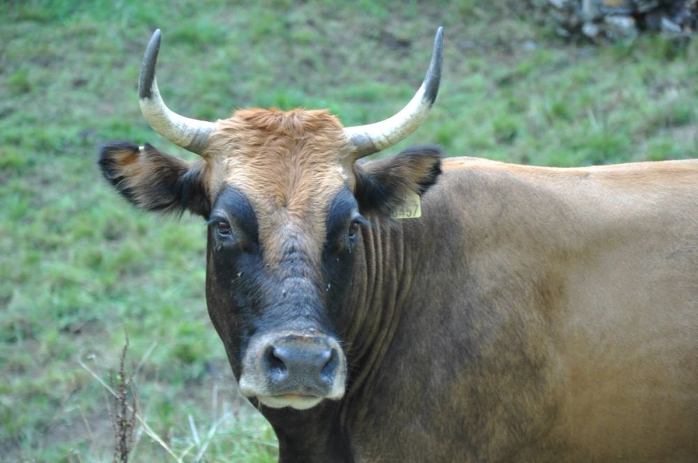Babia (Leon/Asturias) 2014