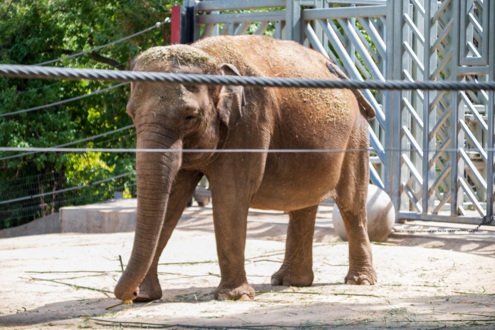 Zoo 17-08-2024