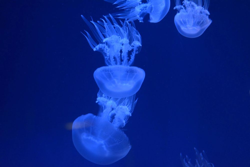 Oceanografic 2022