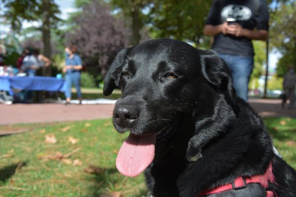 V ruta canina de Leganes 20-09-2020
