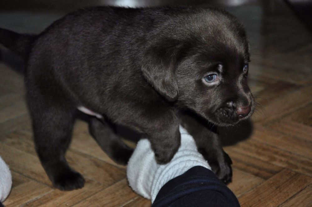 baby Conan