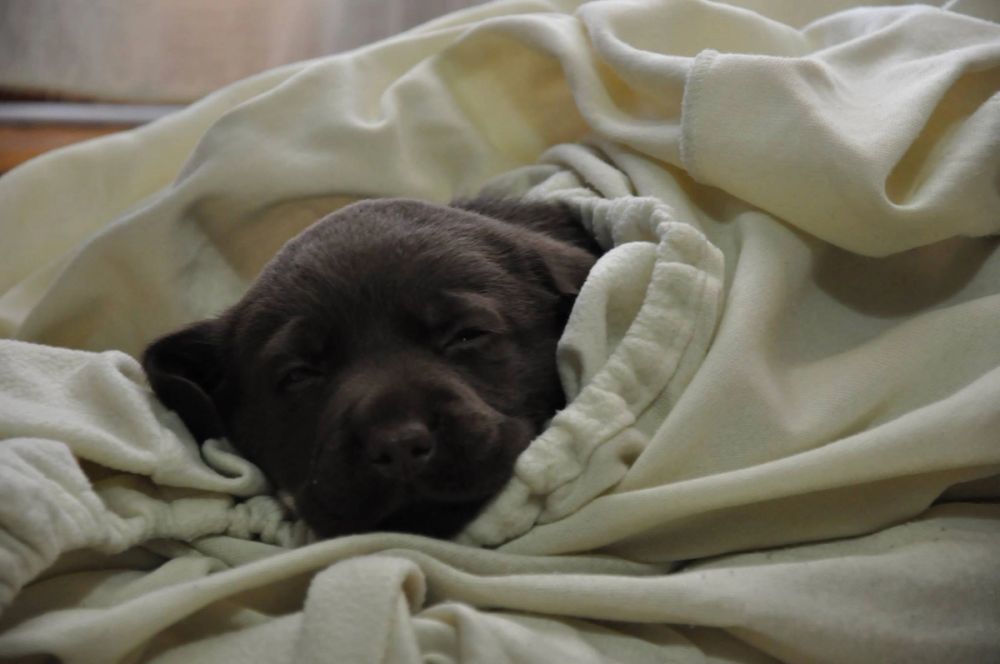 baby Conan